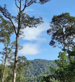 Taiping Bamboo Resort