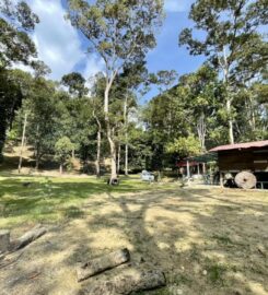 Bamboo King’s Campsite