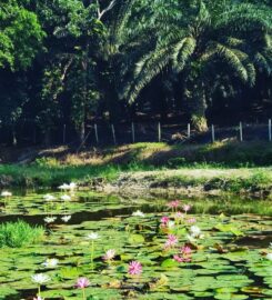 Bemban Cottage