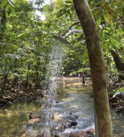 Ecotree Camp, Semungkis