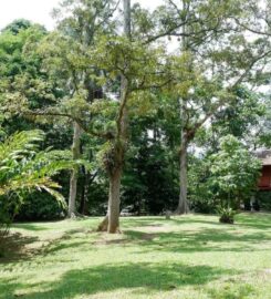 Jungle & Zen Campsite, Bentong