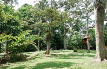 Jungle & Zen Campsite, Bentong